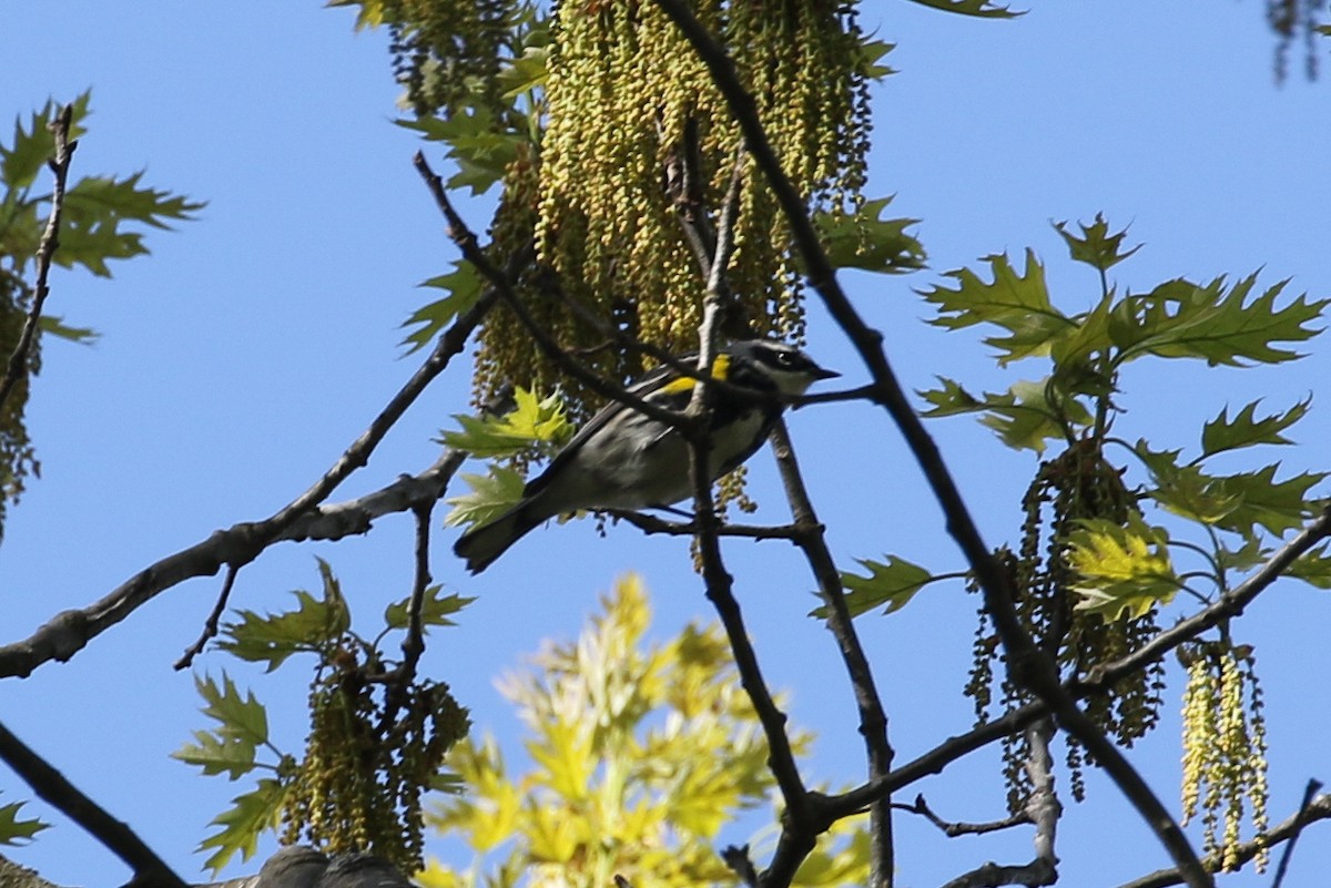 Yellow-rumped Warbler - ML618616124