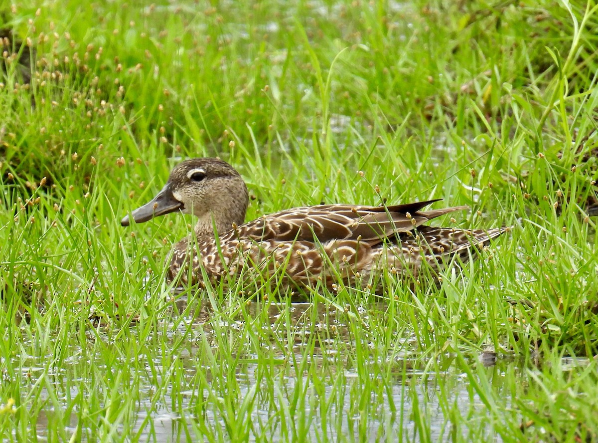 Blue-winged Teal - ML618616143