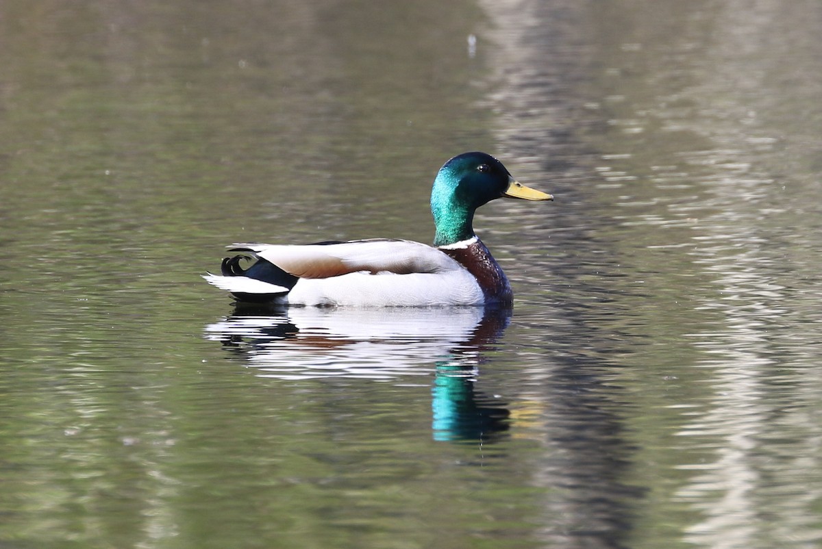 Mallard - ML618616145