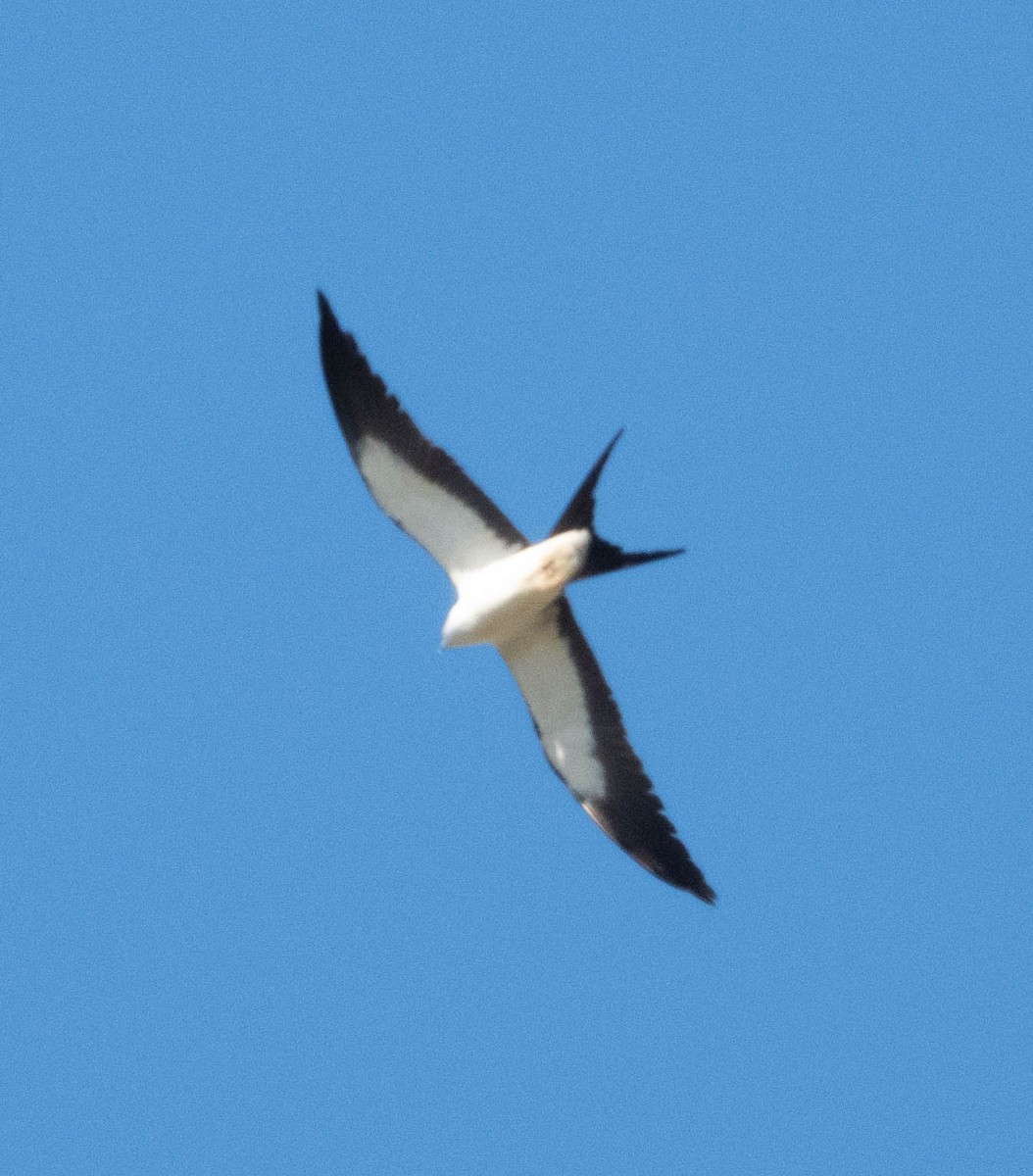 Swallow-tailed Kite - Don Bemont