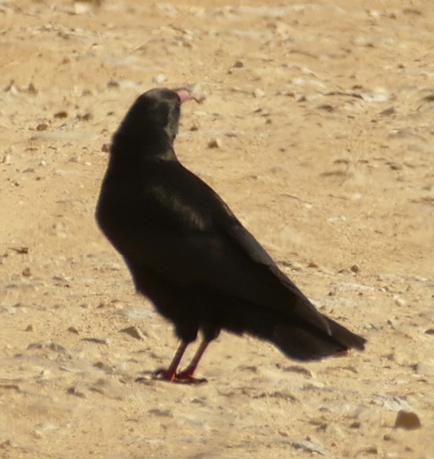 Red-billed Chough - ML618616160