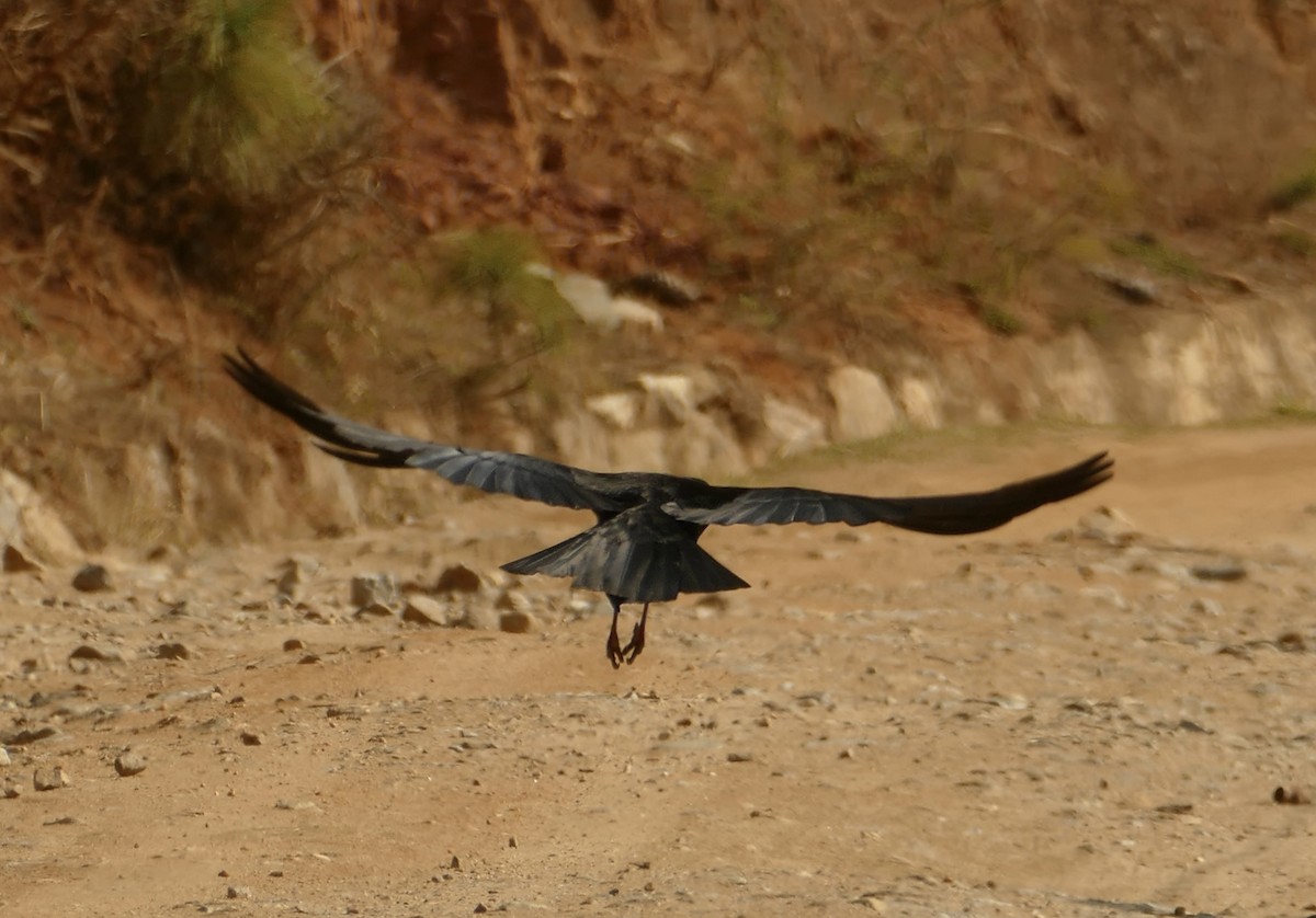 Red-billed Chough - ML618616161