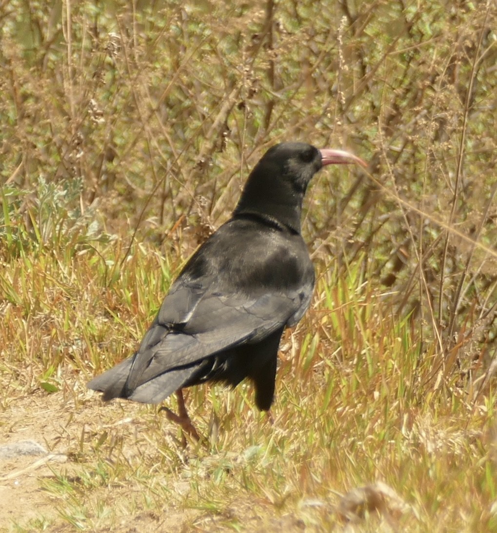 Red-billed Chough - ML618616163