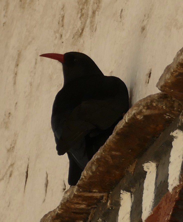 Red-billed Chough - ML618616164