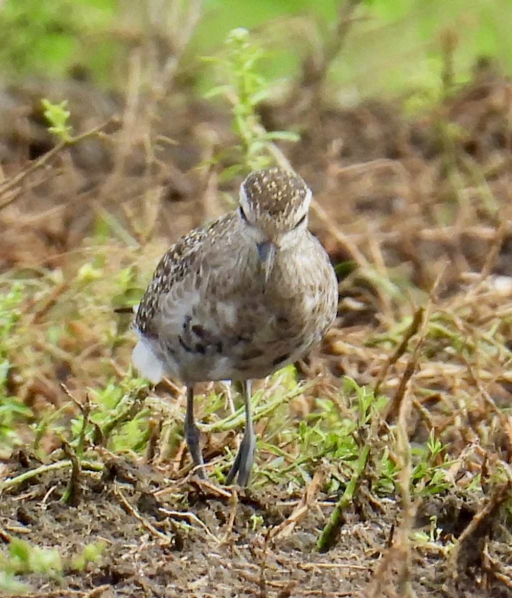 American Golden-Plover - ML618616178