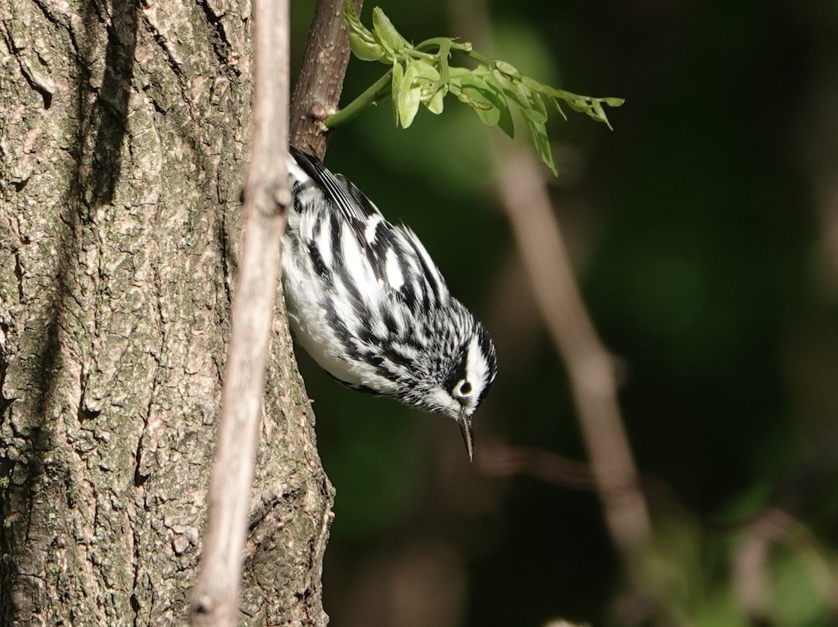 Black-and-white Warbler - ML618616181