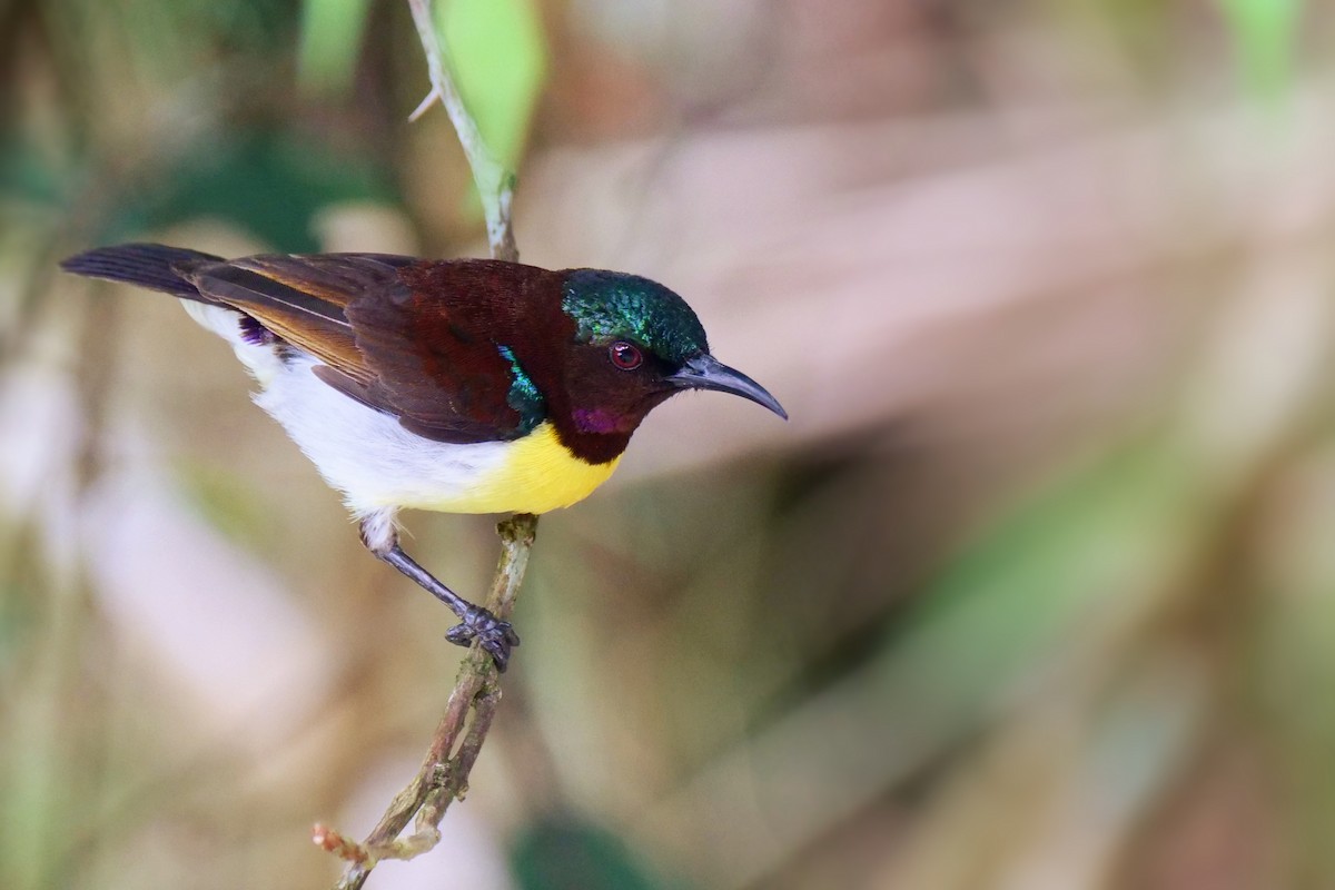 Purple-rumped Sunbird - ML618616184