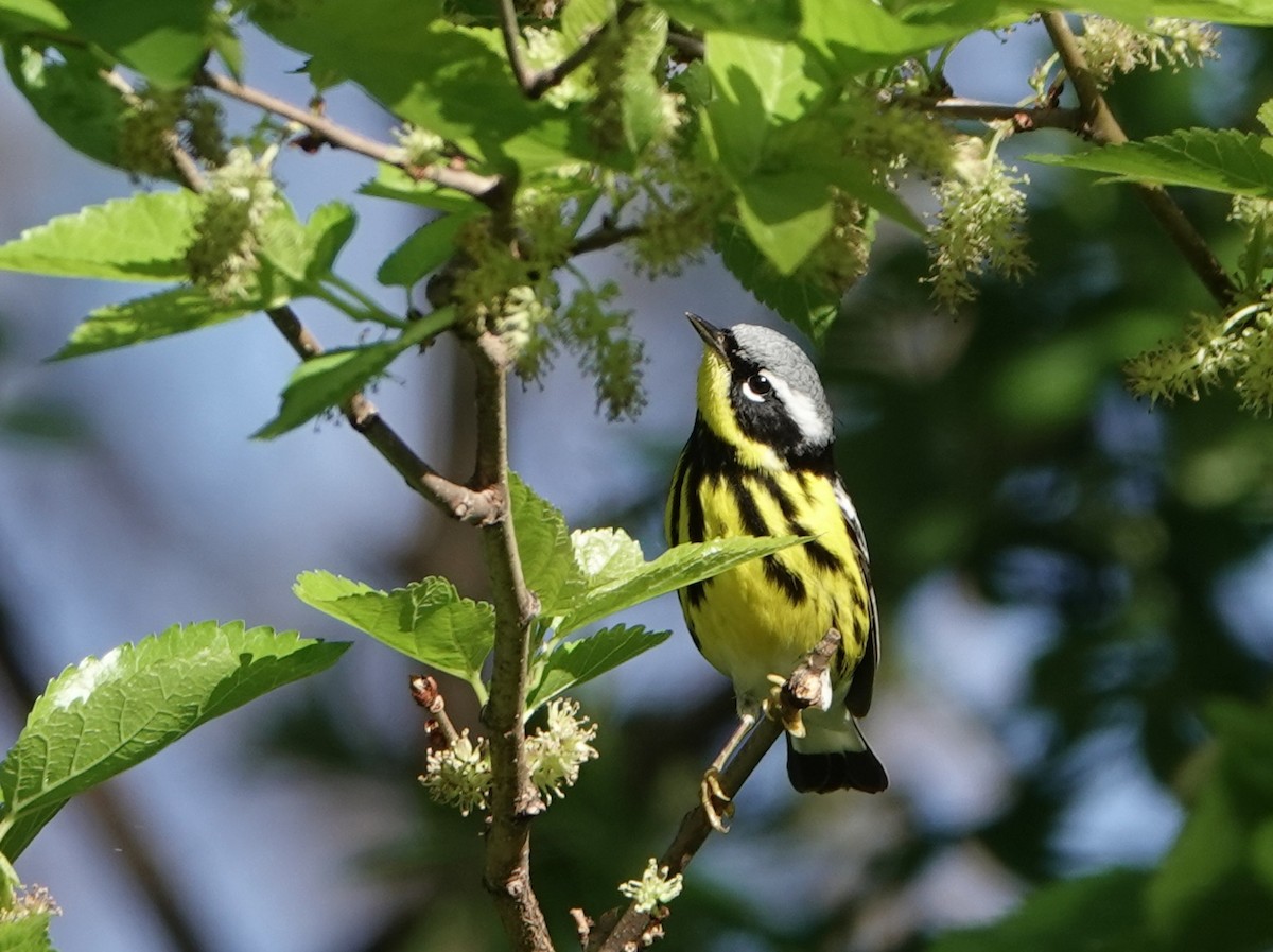 Magnolia Warbler - Jeana Fucello