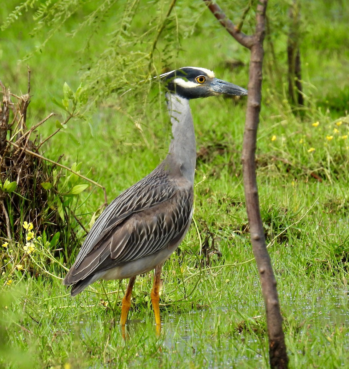 Yellow-crowned Night Heron - ML618616215