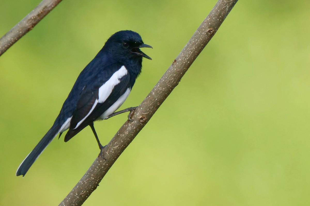 Oriental Magpie-Robin - Henry Cook