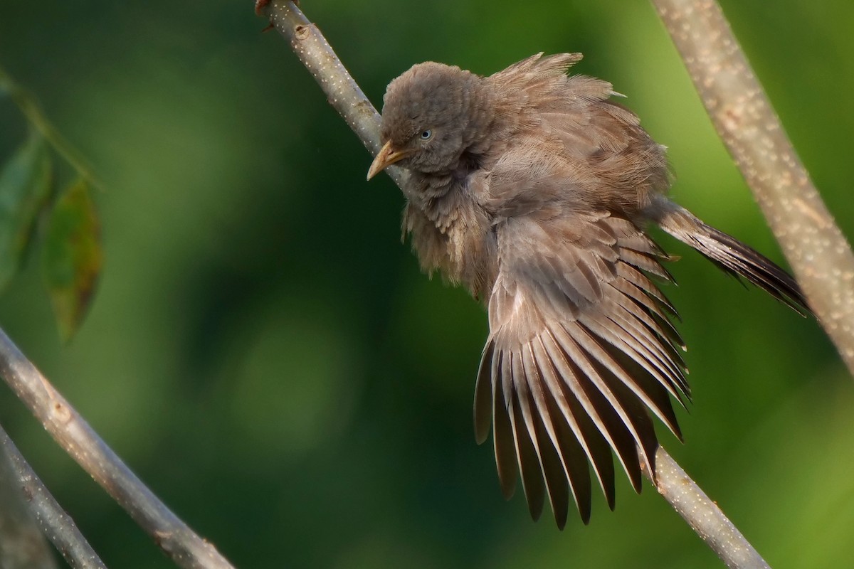 Yellow-billed Babbler - ML618616228