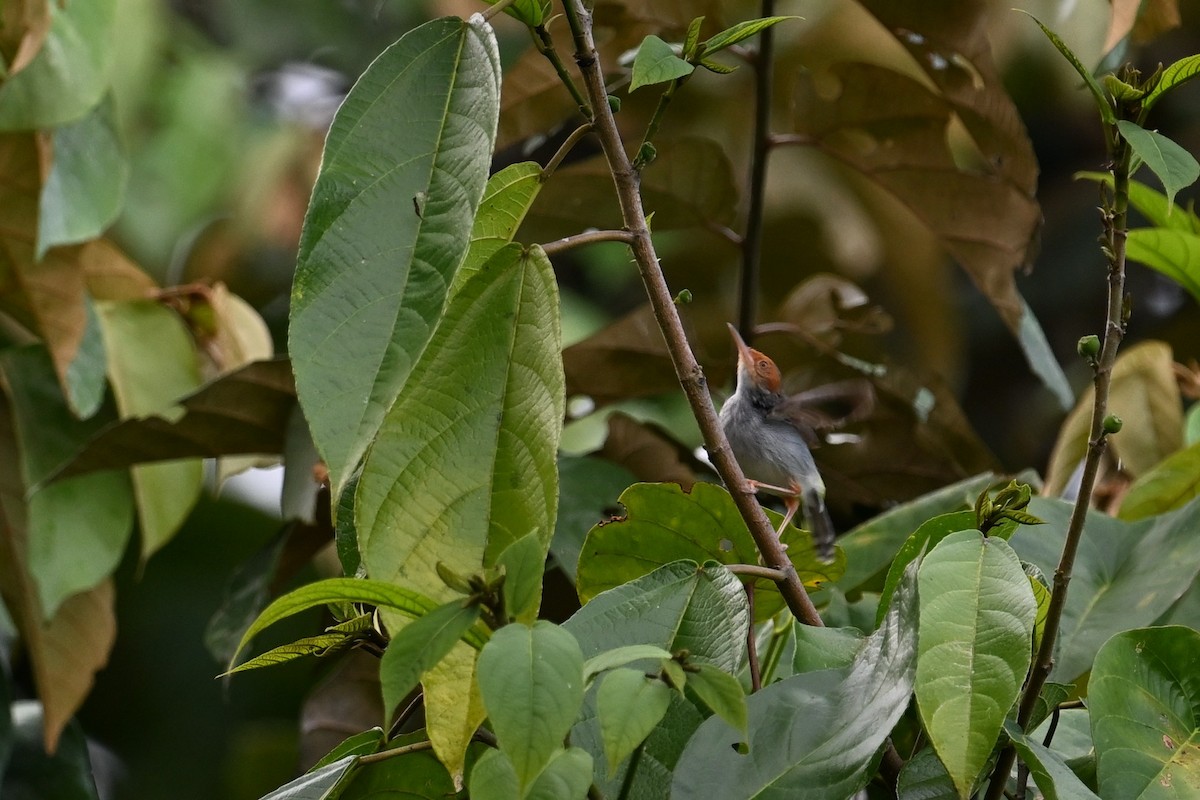 Ashy Tailorbird - Jacob Lai