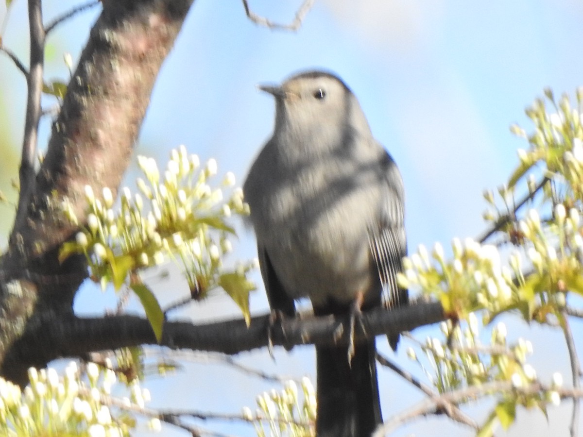 Gray Catbird - Jacques Bélanger