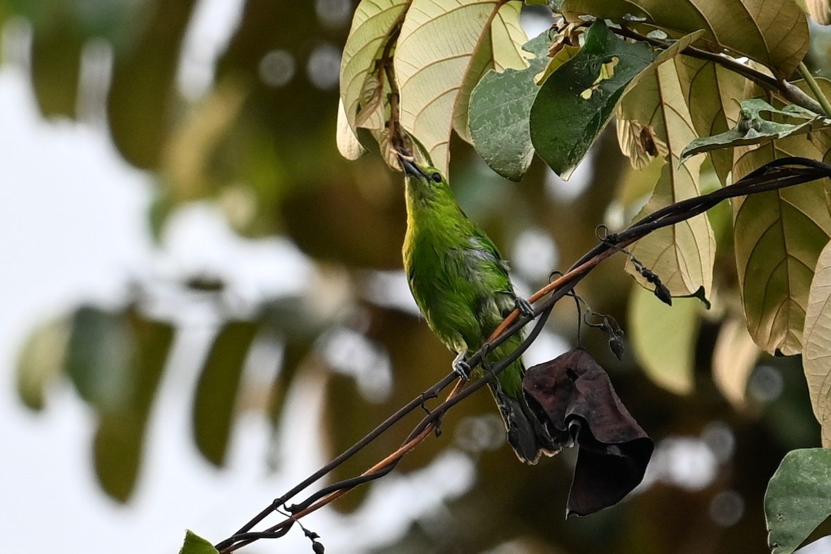 Greater Green Leafbird - Jacob Lai