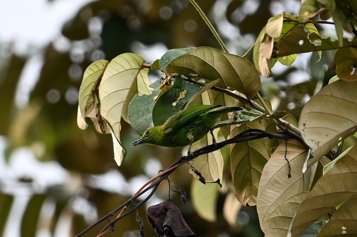 Greater Green Leafbird - Jacob Lai