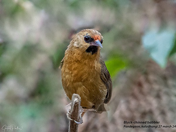 Black-chinned Babbler - ML618616367