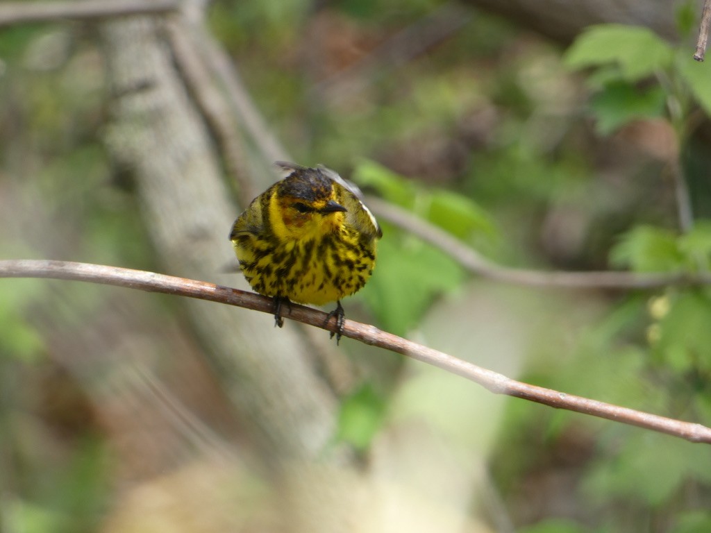 Cape May Warbler - ML618616382