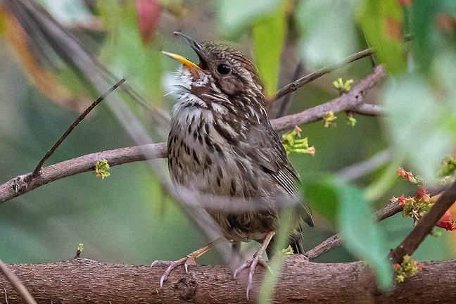 Puff-throated Babbler - ML618616386