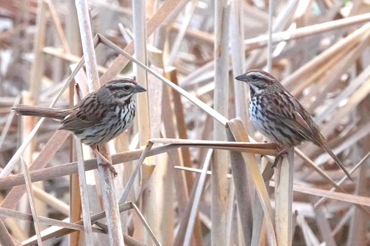 Song Sparrow - ML618616402