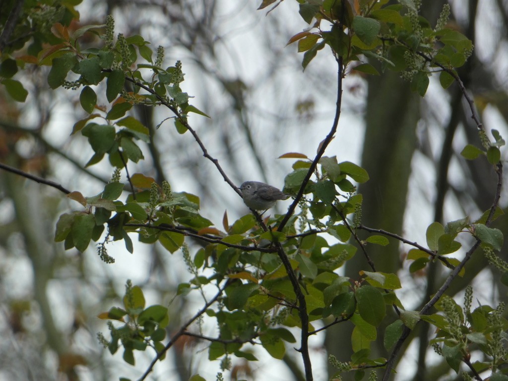 Blue-gray Gnatcatcher - ML618616408