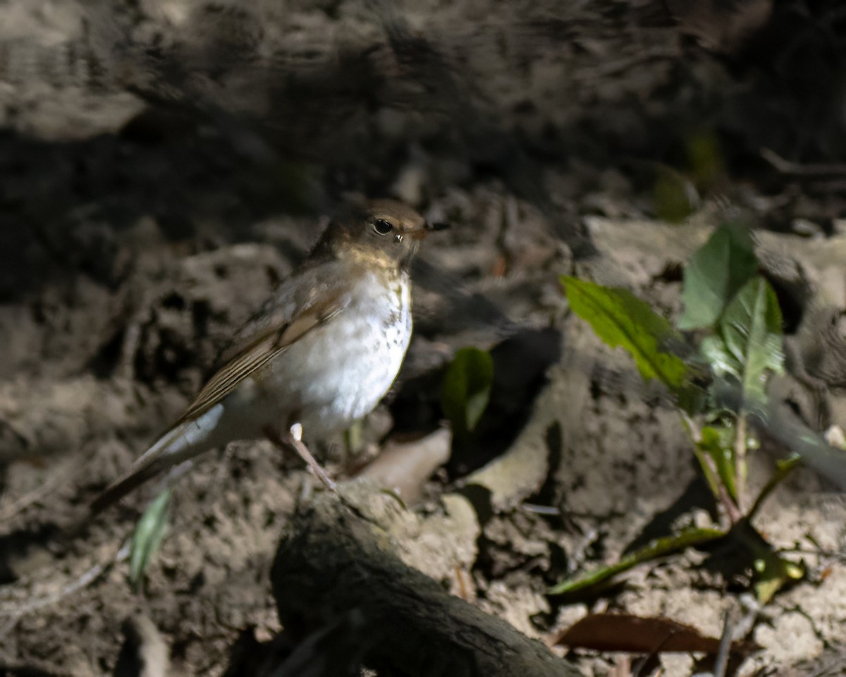 Swainson's Thrush - ML618616412