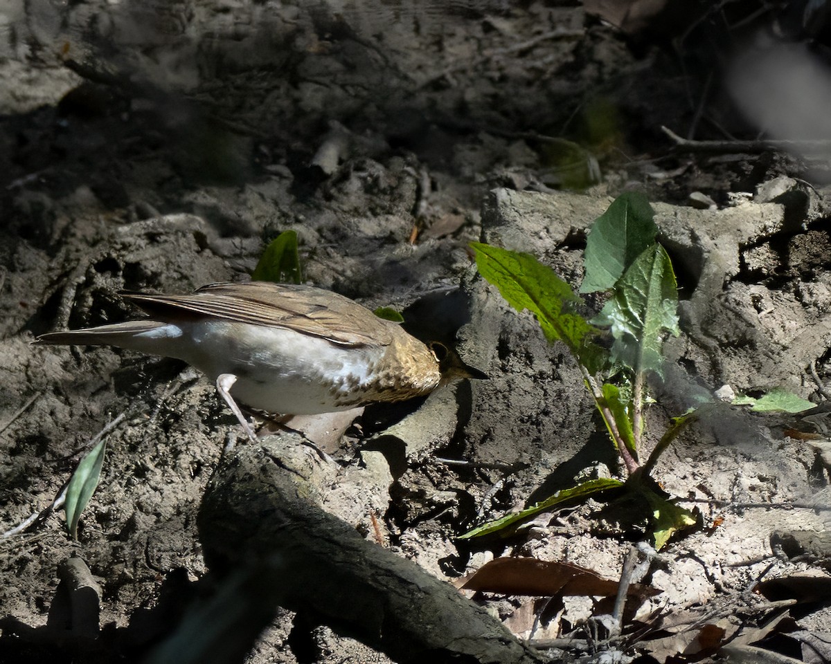 Swainson's Thrush - ML618616413