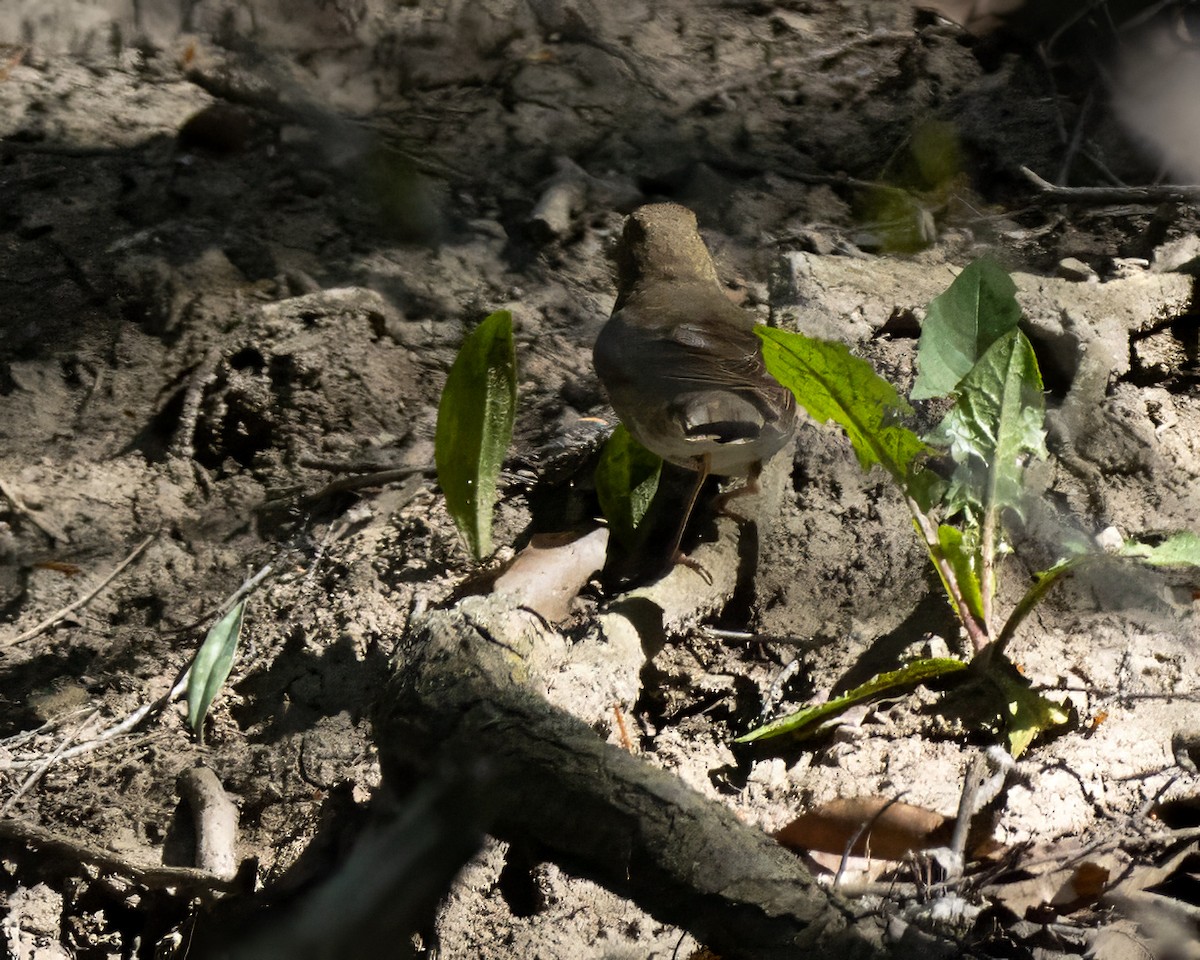 Swainson's Thrush - ML618616414