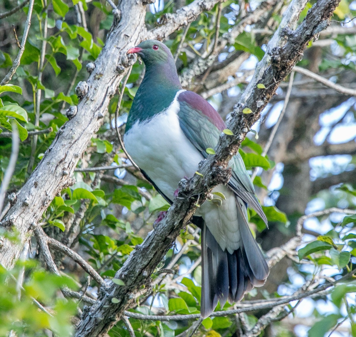 New Zealand Pigeon - Hoeckman's Wildlife