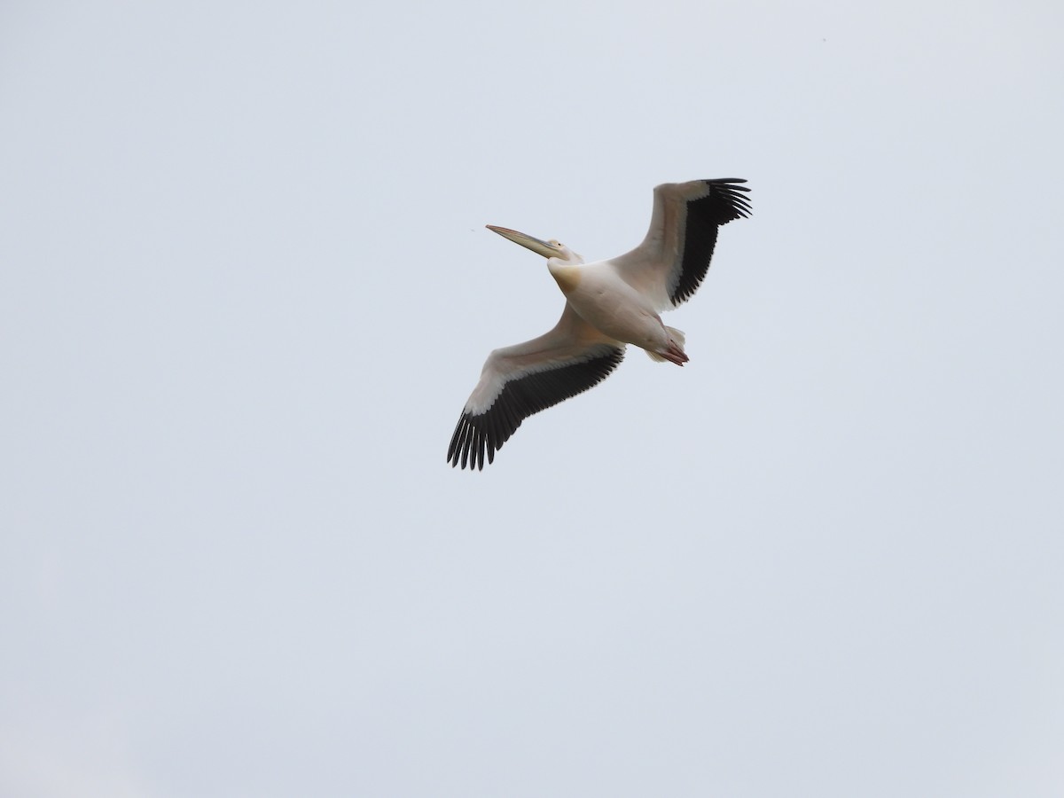 Great White Pelican - ML618616425