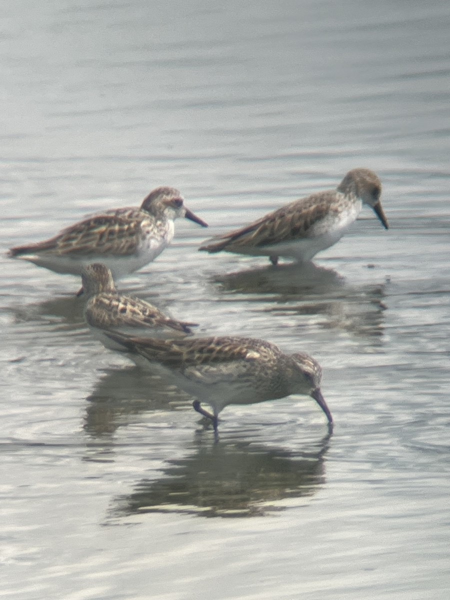 White-rumped Sandpiper - ML618616436