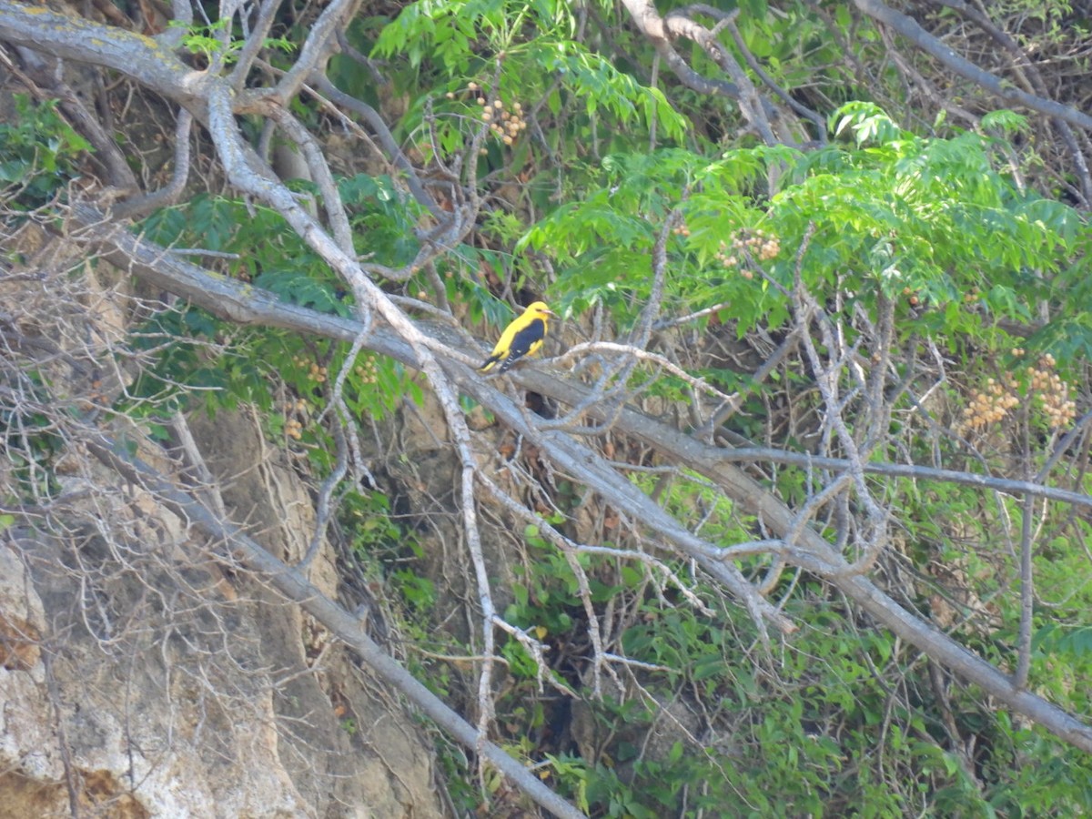 Eurasian Golden Oriole - ML618616441