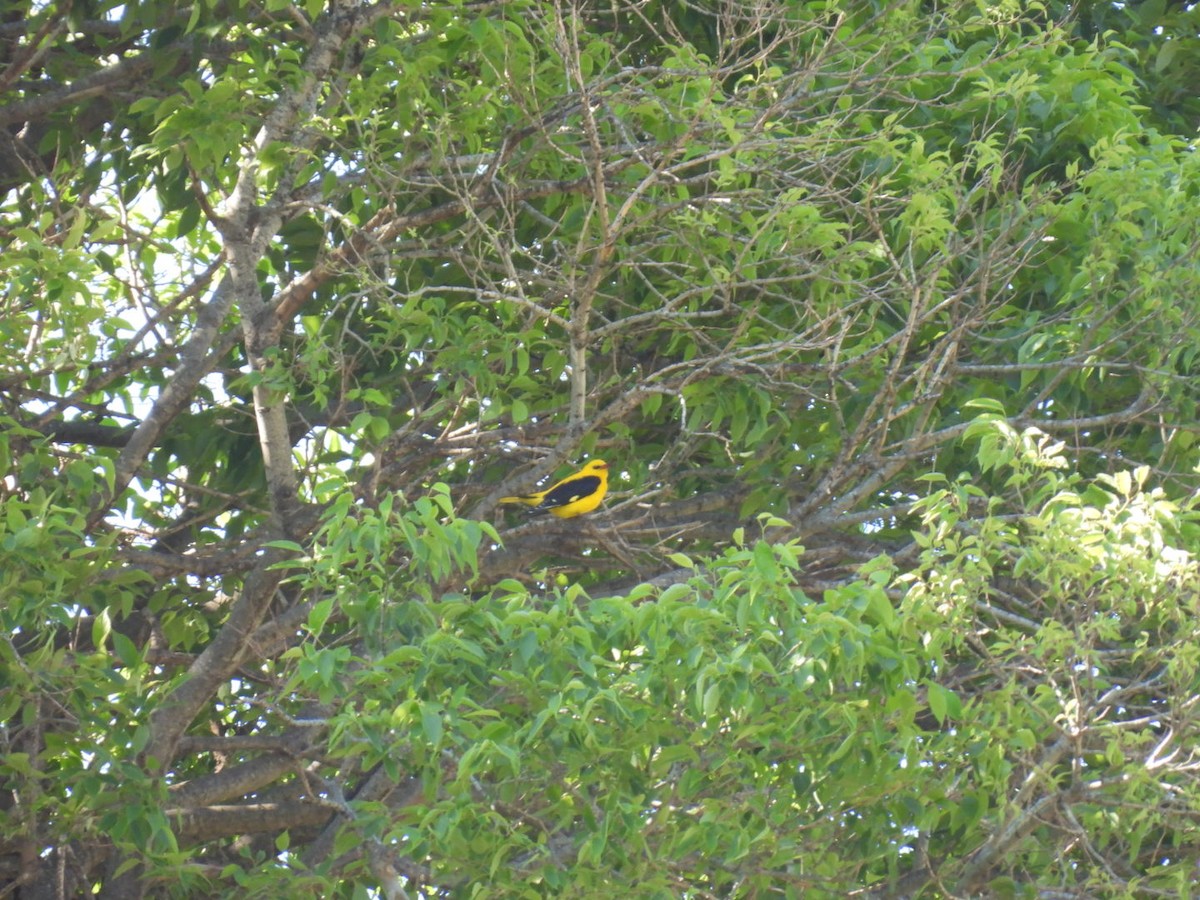 Eurasian Golden Oriole - ML618616443