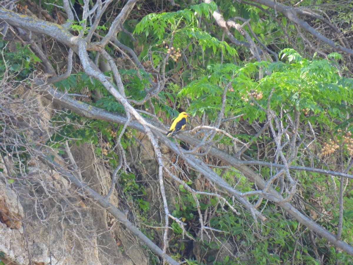 Eurasian Golden Oriole - ML618616444