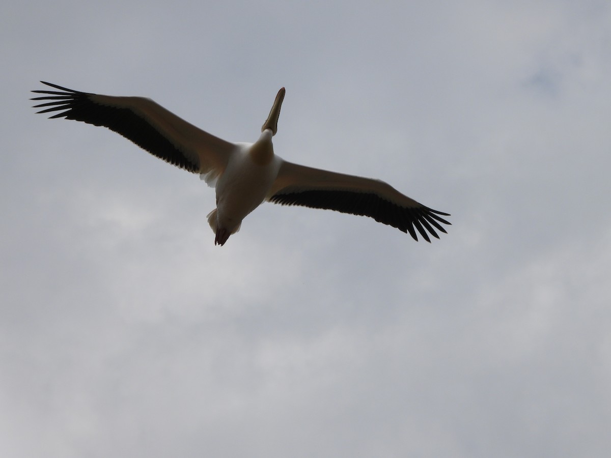 pelikán bílý - ML618616447