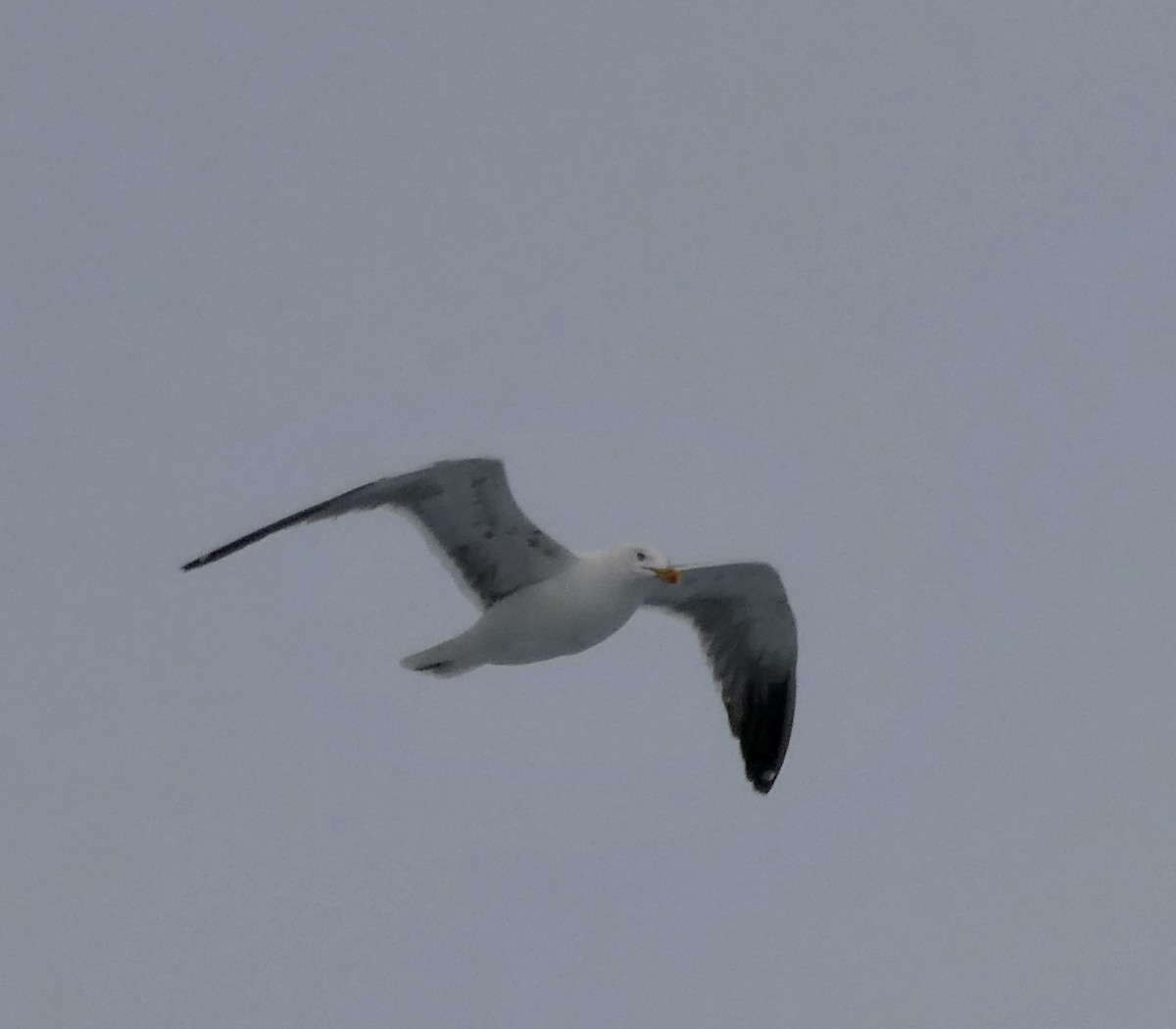 Yellow-legged Gull (atlantis) - Jocelyne Pelletier