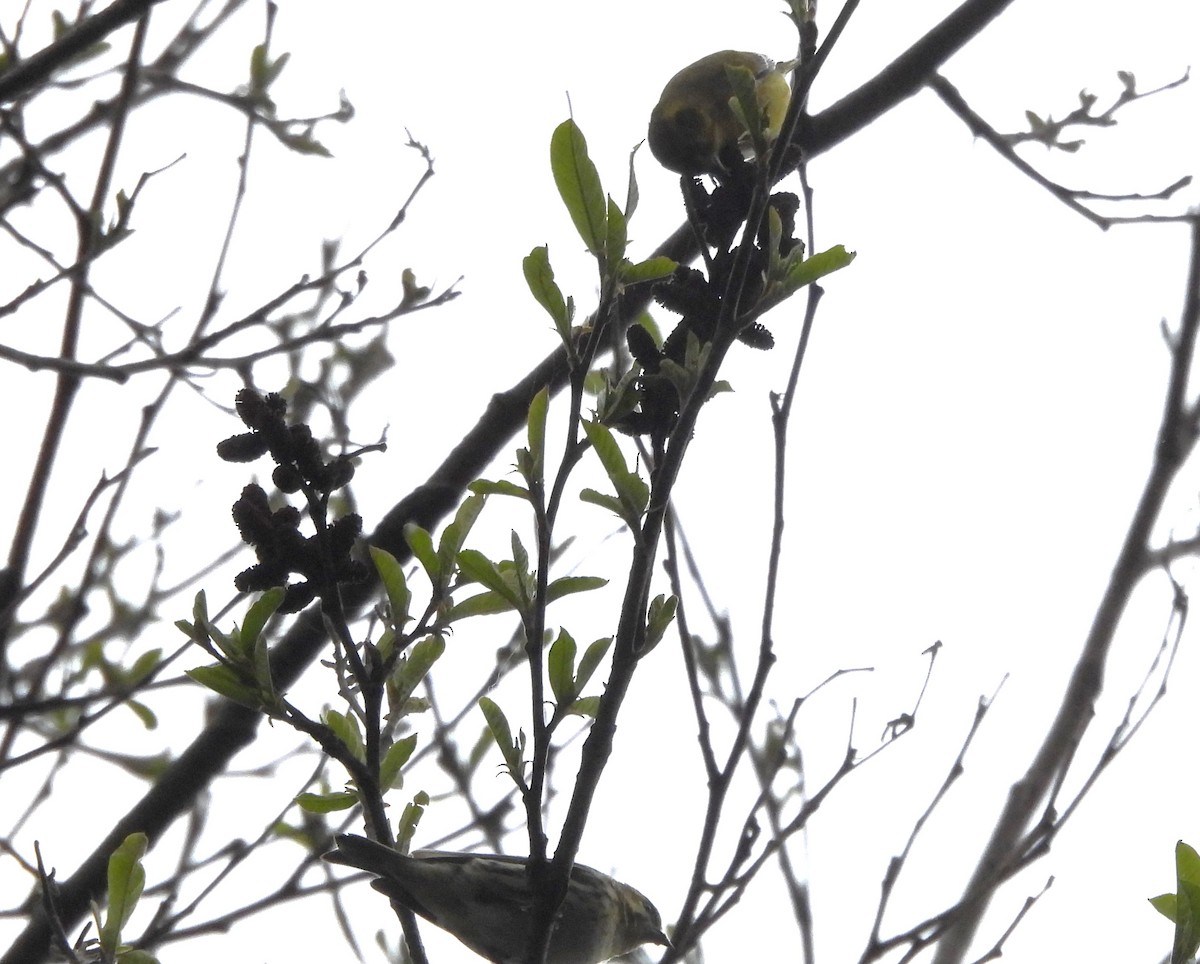 Tibetan Serin - Shivaprakash Adavanne