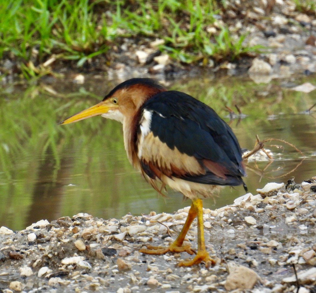 Least Bittern - ML618616515