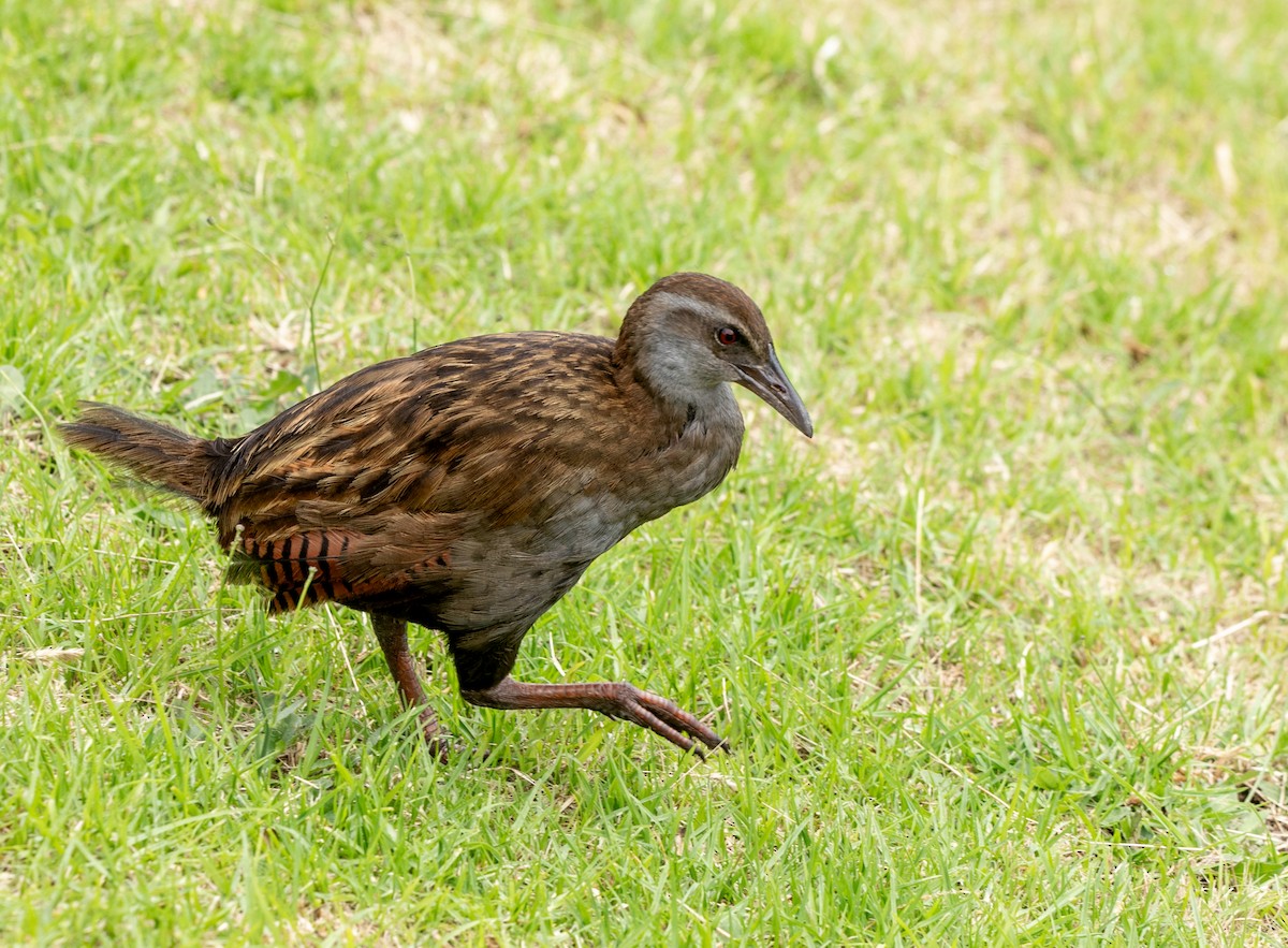 Weka - Hoeckman's Wildlife