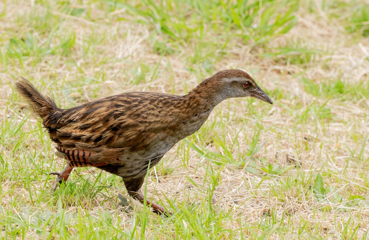 Weka - Hoeckman's Wildlife