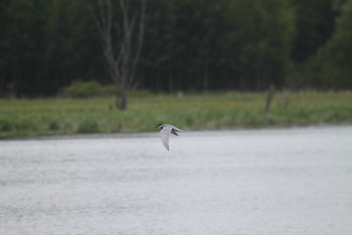 Whiskered Tern - Jan Wierzgoń