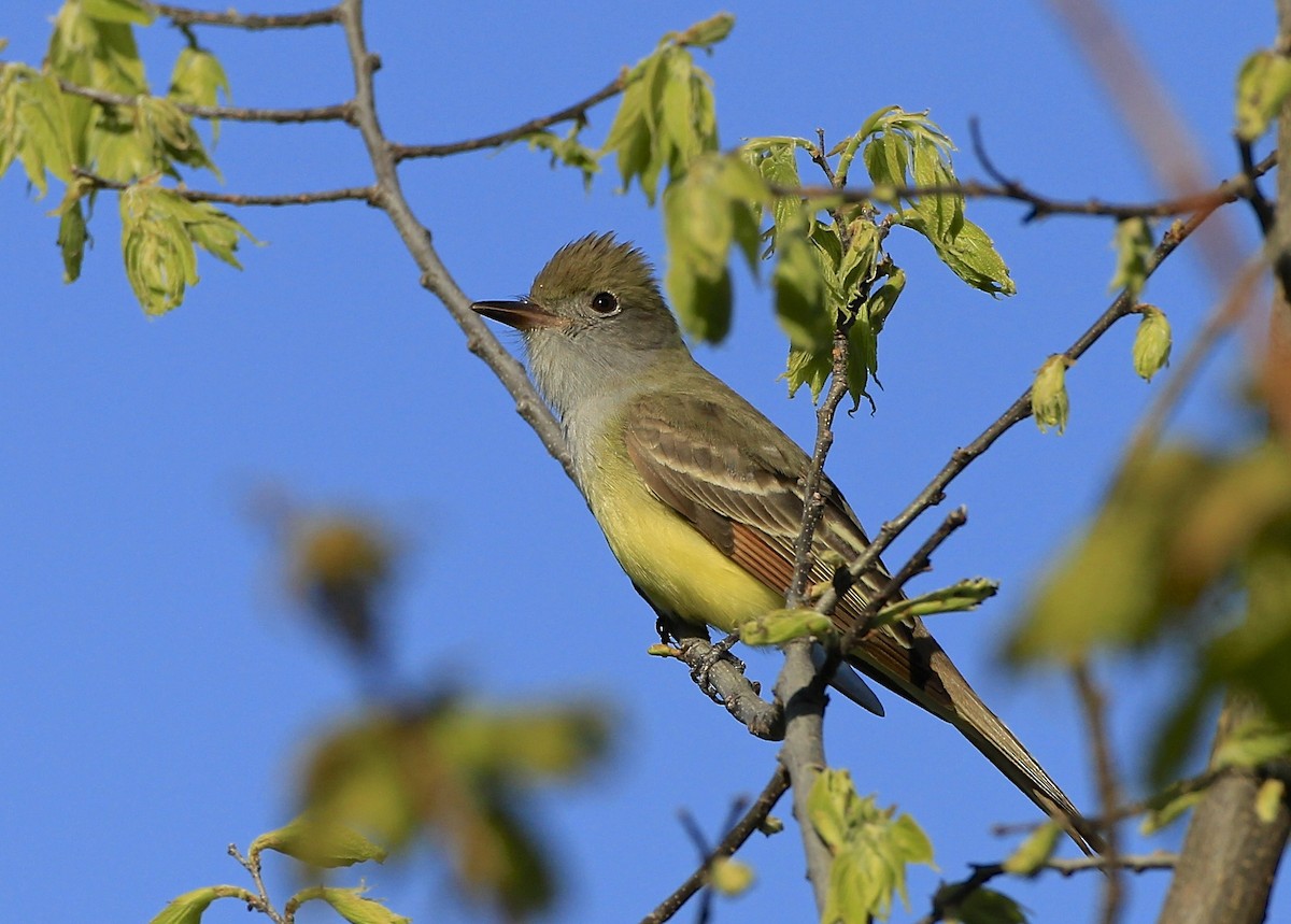 Great Crested Flycatcher - James Kinderman