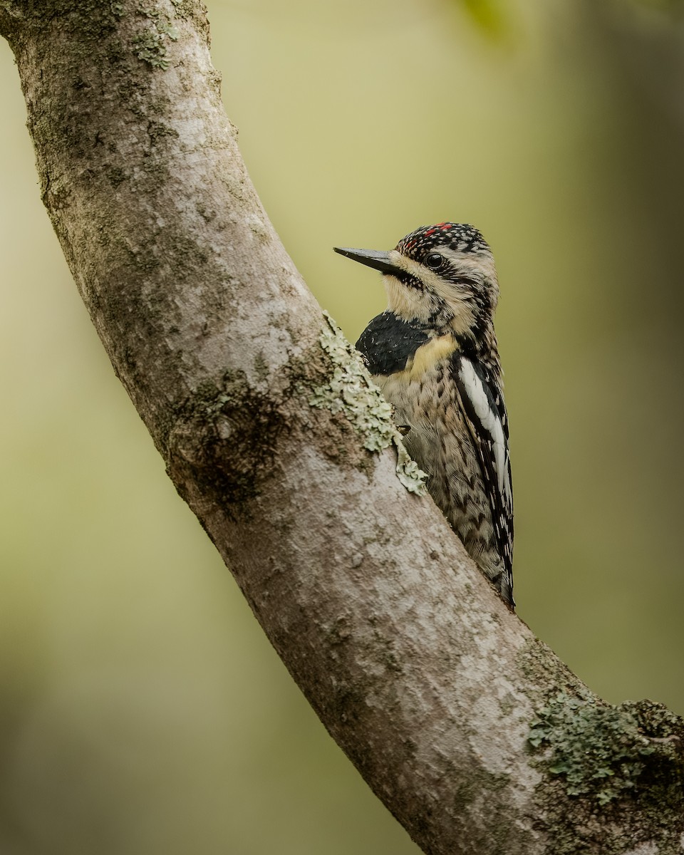 Yellow-bellied Sapsucker - ML618616556