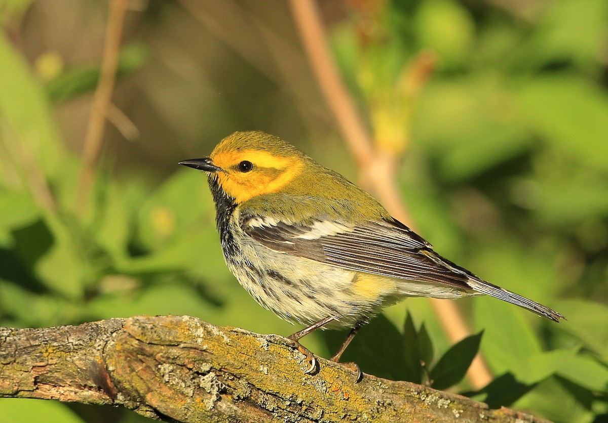 Black-throated Green Warbler - James Kinderman