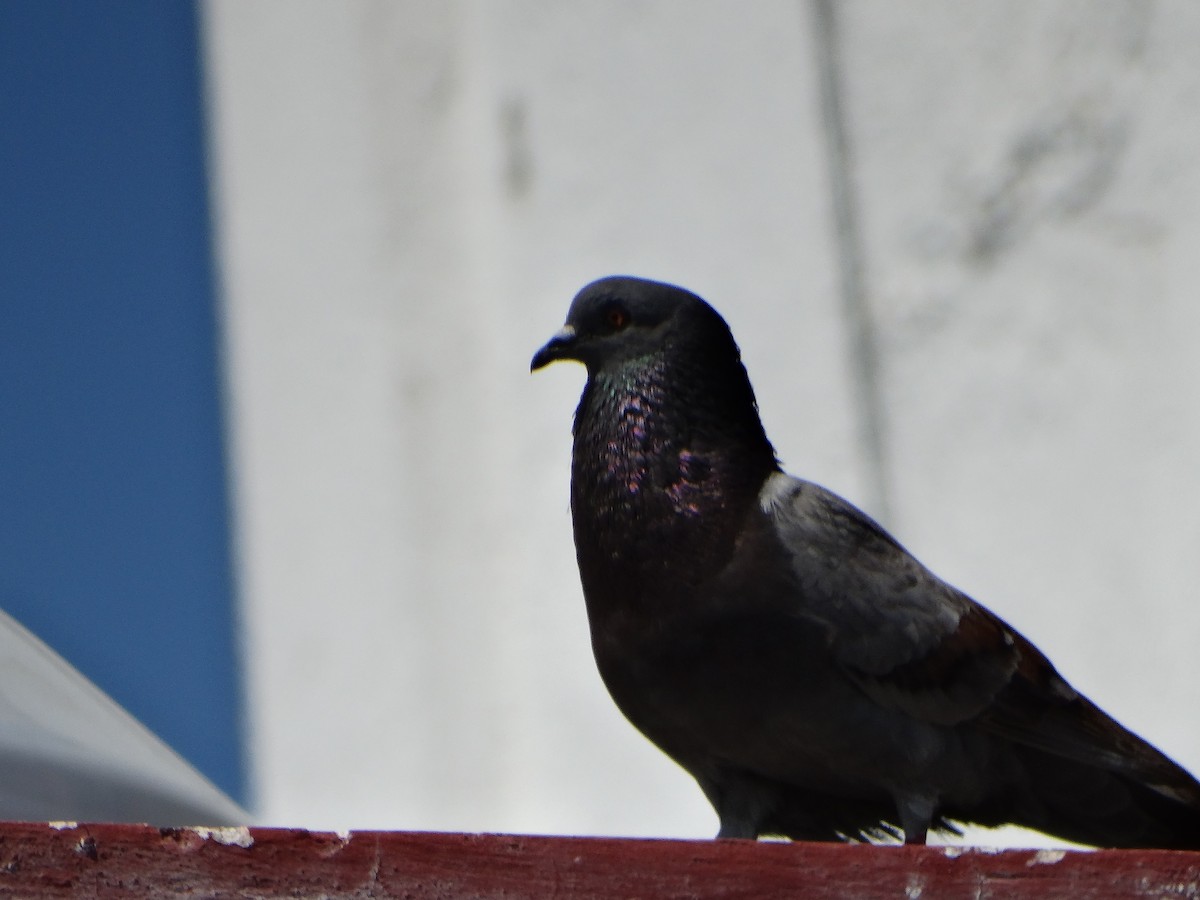 Rock Pigeon (Feral Pigeon) - Mauricio Ruvalcaba