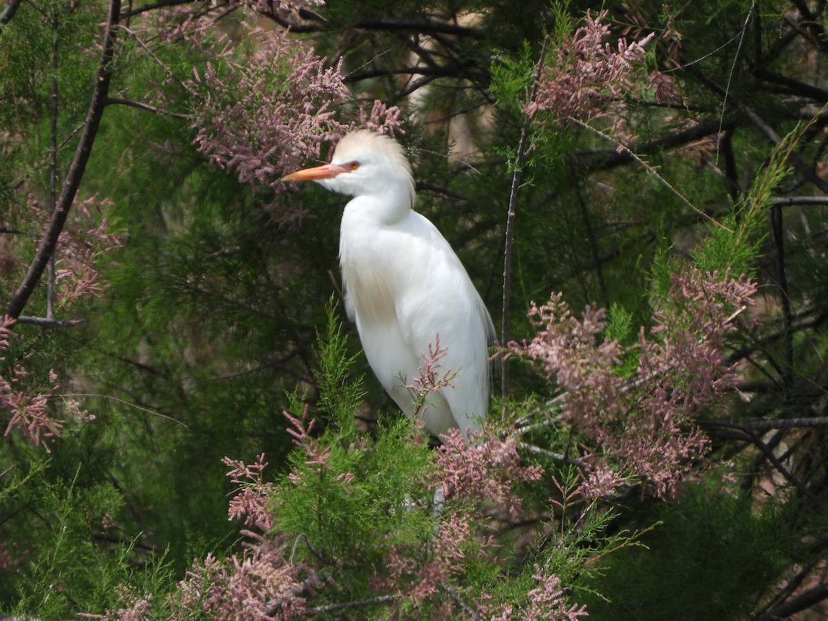 Чапля єгипетська (підвид ibis) - ML618616572