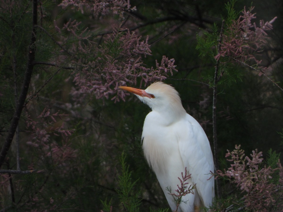 Western Cattle Egret - ML618616604