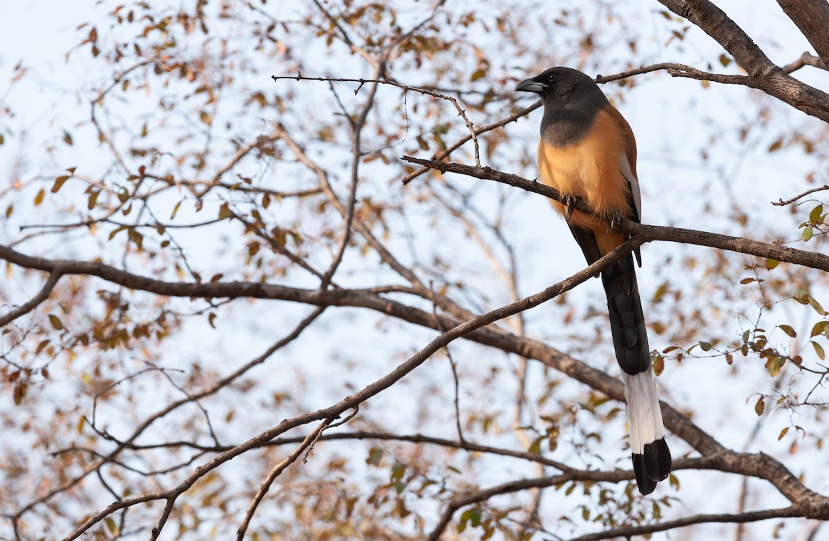 Rufous Treepie - ML618616673