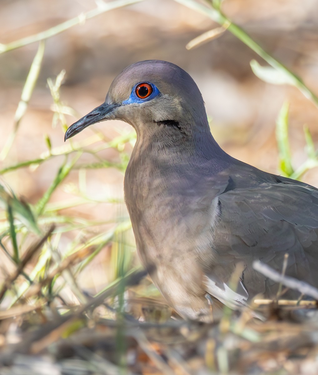 White-winged Dove - ML618616680