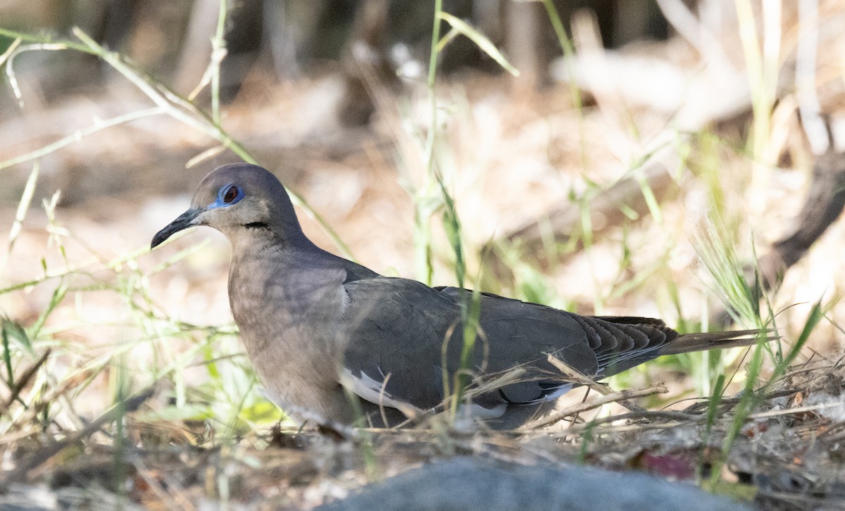 White-winged Dove - ML618616681