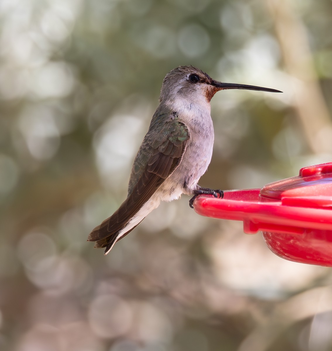 Costa's Hummingbird - ML618616712